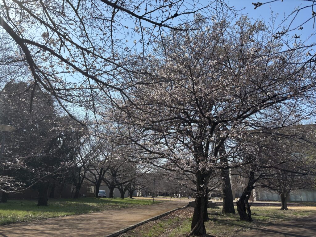 清瀬中央公園の桜